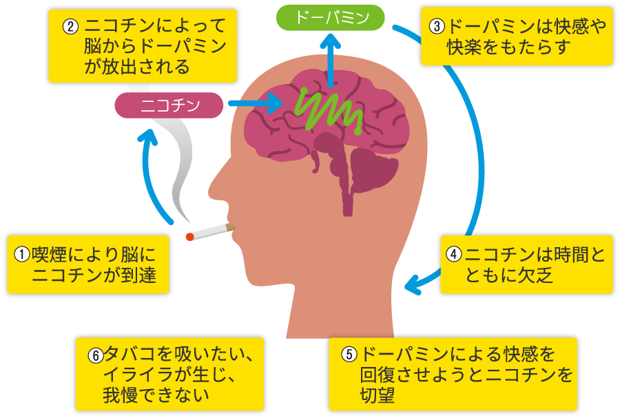 クラトムは安全ですか？